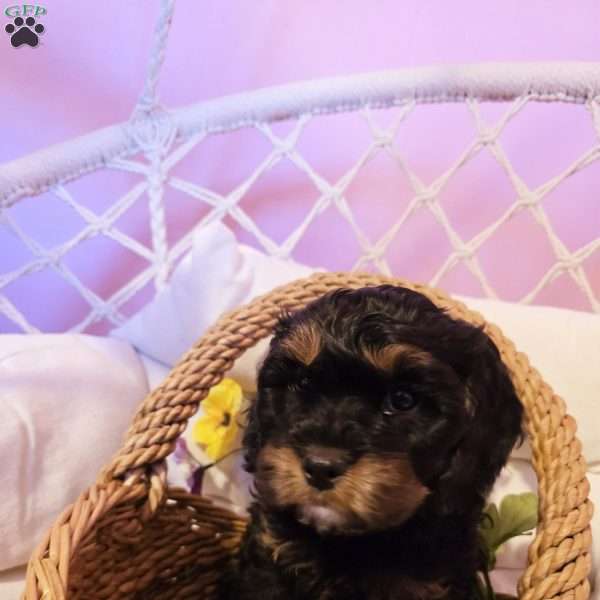 Bently, Cavapoo Puppy